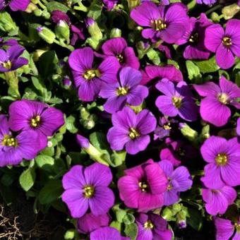 Aubrieta 'Blaumeise'