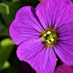 Aubrieta 'Blaumeise' - Randjesbloem/Blauwkussen - Aubrieta 'Blaumeise'