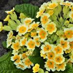 Primula veris 'Lime with Orange' - Sleutelbloem, Gulden sleutelbloem