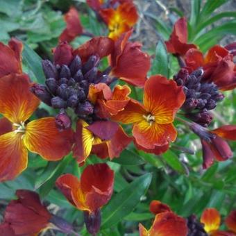 Erysimum x cheiri