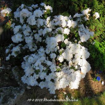 Rhododendron/Azalea