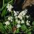 Hyacinthoides hispanica 'Alba'