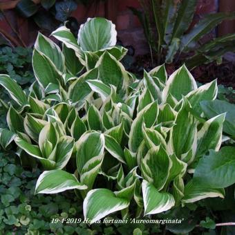 Hosta fortunei 'Aureomarginata'