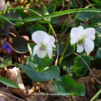 Viola sororia 'Albiflora'