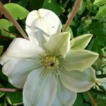 Clematis 'Wada's Primrose' - Bosrank