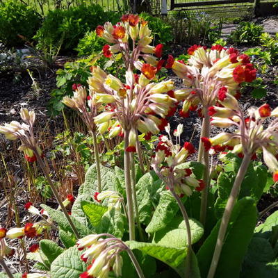 Sleutelbloem, Gulden sleutelbloem - Primula veris 'Sunset Shades'