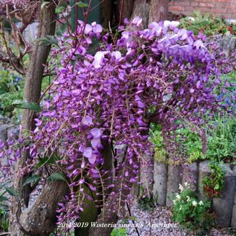 Wisteria sinensis 'Amethyst'