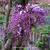 Wisteria sinensis 'Amethyst'