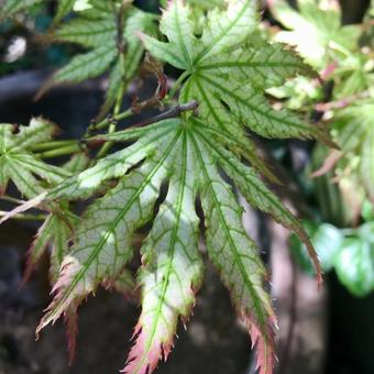 Acer palmatum 'First Ghost'