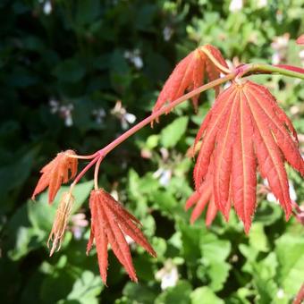 Acer shirasawanum 'Moonrise'