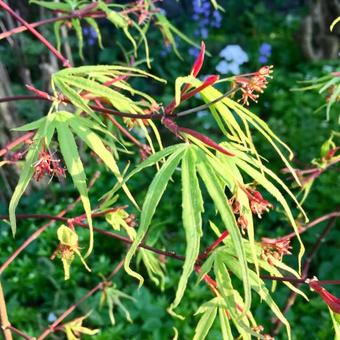 Acer palmatum 'Linearilobum'