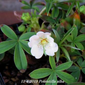 Potentilla alba