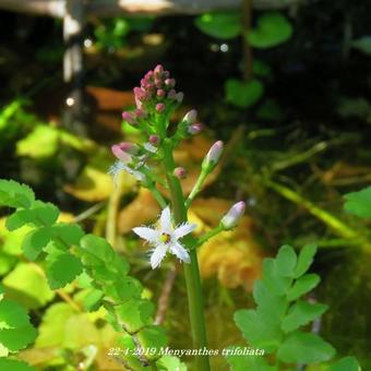 Menyanthes trifoliata