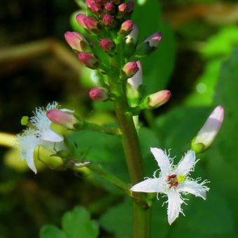 Menyanthes trifoliata