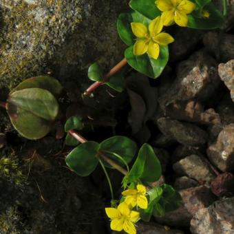 Lysimachia nemorum