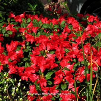 Rhododendron/Azalea