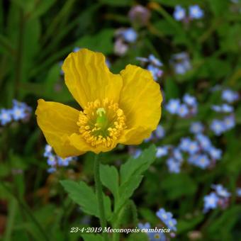 Meconopsis cambrica