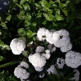 Viburnum 'Eskimo'