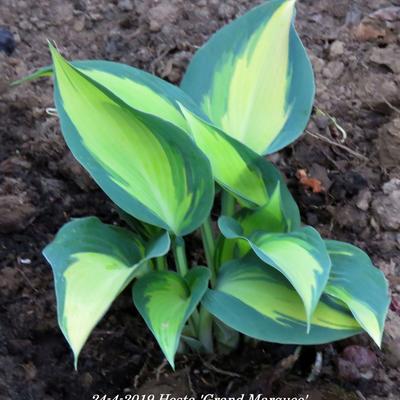 Hartlelie/Funkia - Hosta 'Grand Marquee'