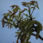 Juglans regia - Walnoot, okkernoot