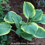 Hosta 'Parasol' - Hartlelie/Funkia