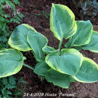 Hosta 'Parasol'