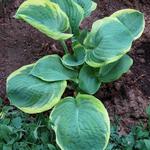 Hosta 'Parasol' - Hartlelie/Funkia