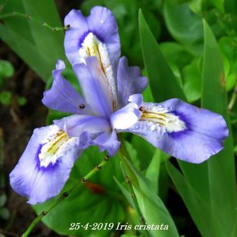 Iris cristata