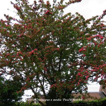 Crataegus x media 'Paul's Scarlet'