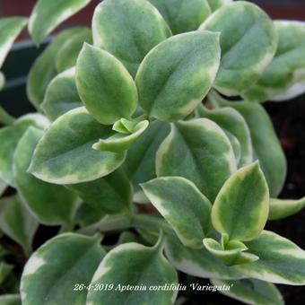 Aptenia cordifolia 'Variegata'