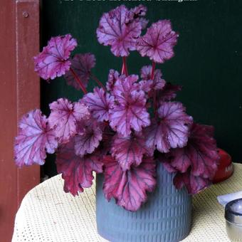 Heuchera 'Shanghai'