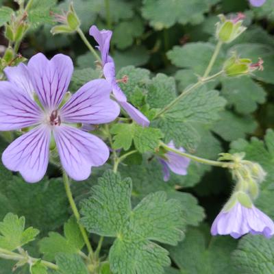 Ooievaarsbek - Geranium 'Terre Franche'