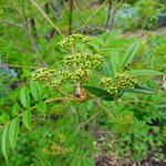 Sorbus commixta 'Carmencita' - Lijsterbes