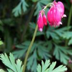 Dicentra formosa 'Bacchanal' - Gebroken hartje