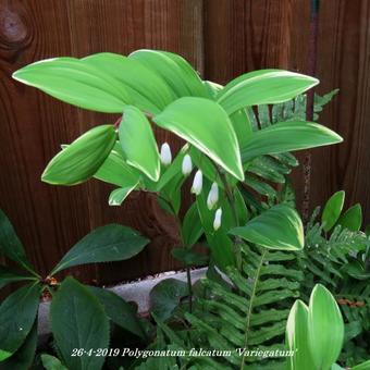 Polygonatum falcatum 'Variegatum'