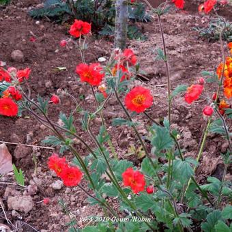 Geum 'Rubin'