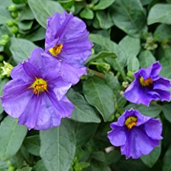 Lycianthes rantonnetii 'Blue Fountain'