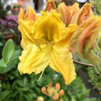 Rhododendron 'Oriental Queen'