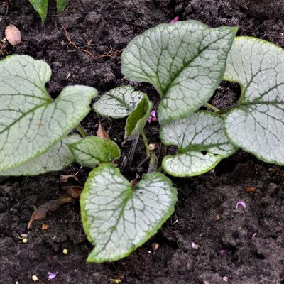 Kaukasische vergeet-mij-nietje - Brunnera macrophylla 'Looking Glass'