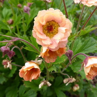 Geum COCKTAIL 'Mai Tai'