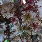 Heuchera 'Black Taffeta' - Purperklokje