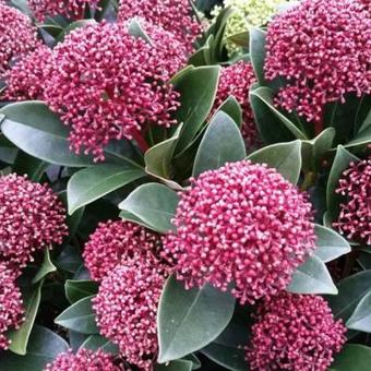 Skimmia japonica 'Rubesta'