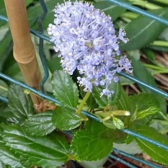 Ceanothus 'Burkwoodii'