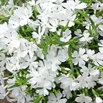 Phlox subulata 'EARLY SPRING White' - Kruipphlox