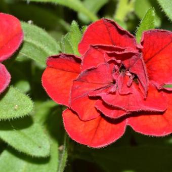 Calibrachoa 'Double Red'