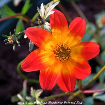 Bidens 'Beedance Painted Red'