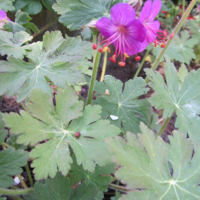 Ooievaarsbek - Geranium x cantabrigiense 'Cambridge'