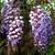 Wisteria sinensis 'Amethyst'