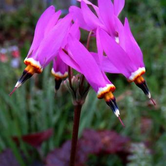 Dodecatheon meadia