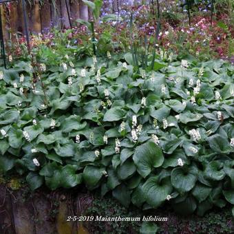 Maianthemum bifolium